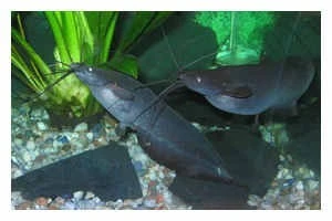 Kiemensackwels, Heteropneustes Fossilis, 4-5 Cm (Rarität)