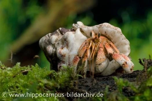 5 Kleine Landeinsiedlerkrebse, Coenobita Spec. – Bild 6