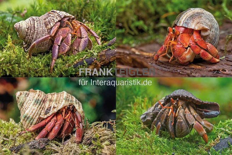 5 Kleine Landeinsiedlerkrebse, Coenobita Spec.