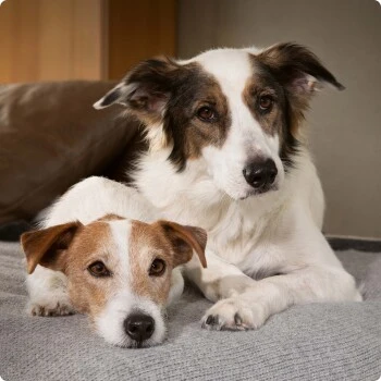 SELECT GOLD Complete Milk-Set Junior Inkl. Milchflasche & Löffel 400g – Bild 3