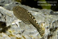 Pracht-Flossensauger, Sewellia Lineolata