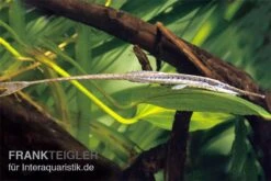 Gemeiner Nadelwels, Farlowella Acus