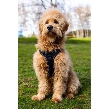 Fressnapf Tracker Pathfinder Geschirr Set S – Bild 4