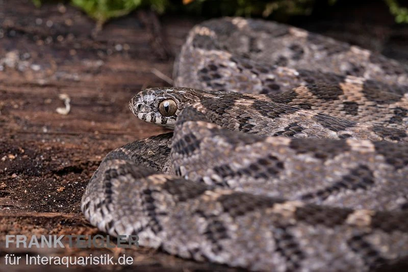 Afrikanische Eierschlange, Dasypeltis Scabra – Bild 4