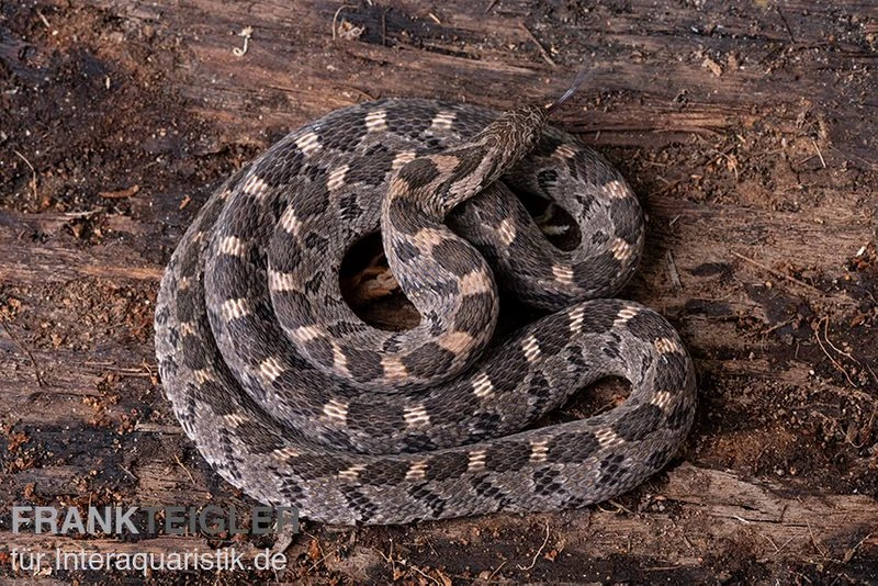 Afrikanische Eierschlange, Dasypeltis Scabra – Bild 5