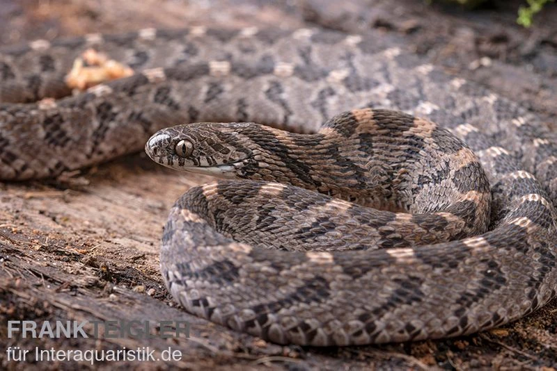 Afrikanische Eierschlange, Dasypeltis Scabra – Bild 7