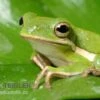 Amerikanischer Laubfrosch, Hyla Cinerea