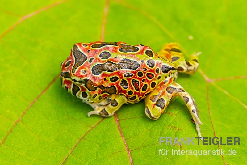 Argentinischer Schmuckhornfrosch (rot), Ceratophrys Ornata – Bild 3