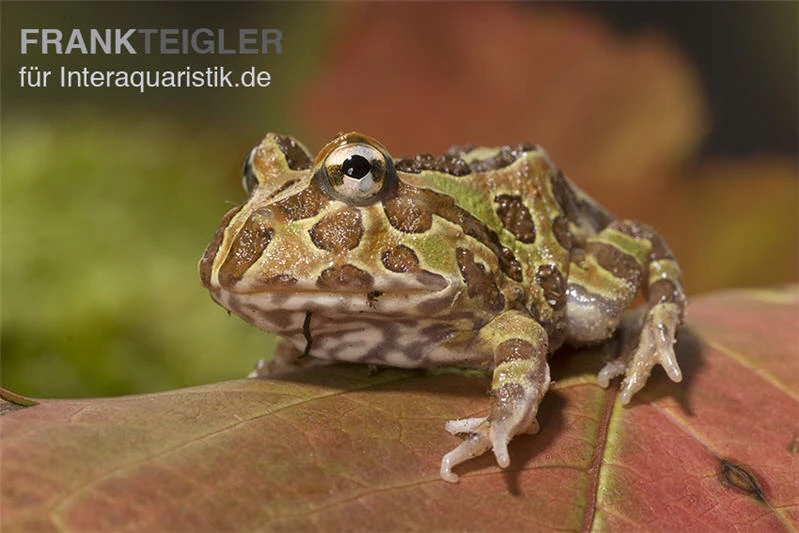 Pacman-Frog, Schmuckhornfrosch, Ceratophrys Cranwelli – Bild 2