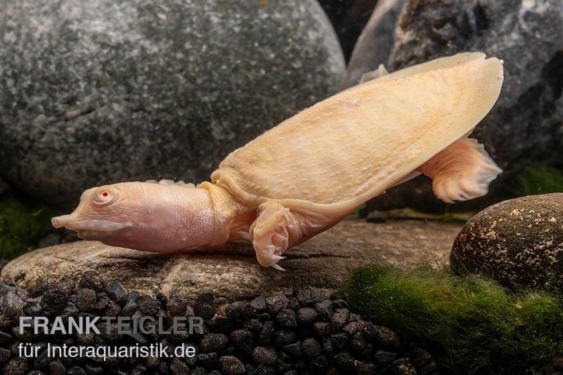 Chinesische Weichschildkröte Albino, Pelodiscus Sinensis – Bild 2