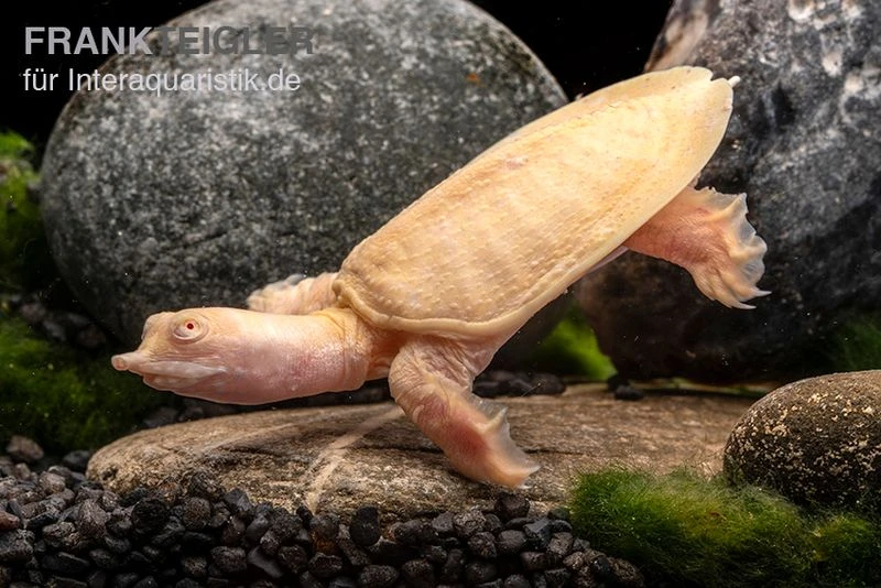 Chinesische Weichschildkröte Albino, Pelodiscus Sinensis – Bild 3