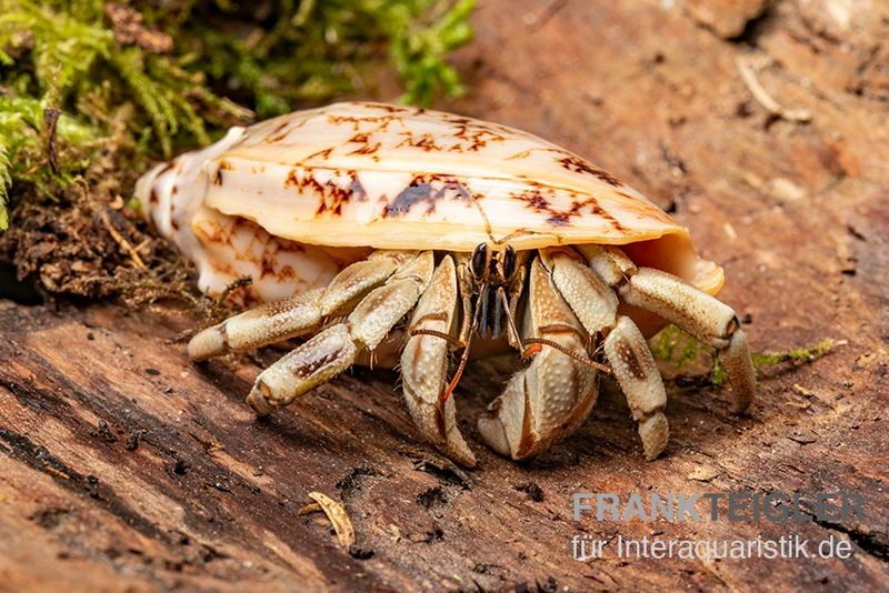 5 Kleine Landeinsiedlerkrebse, Coenobita Spec. – Bild 7