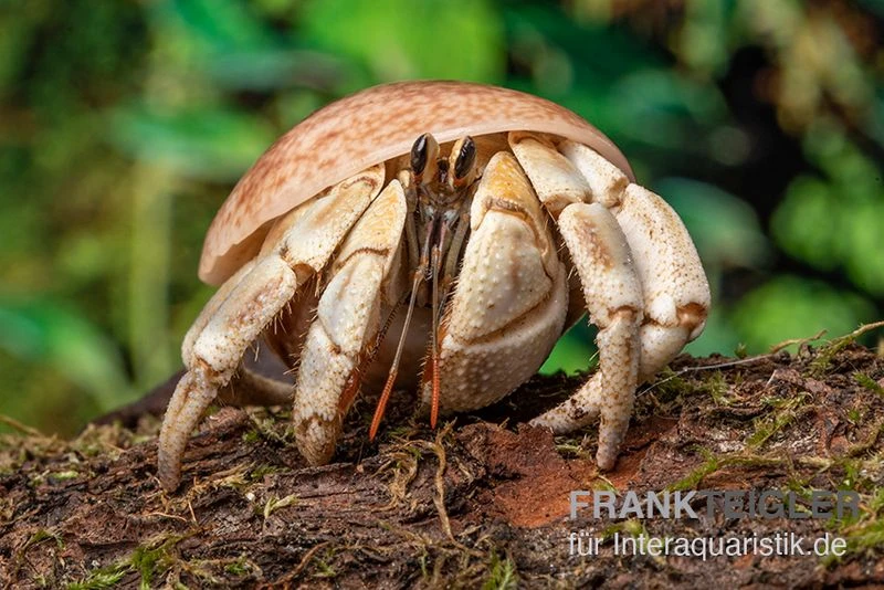 5 Kleine Landeinsiedlerkrebse, Coenobita Spec. – Bild 8