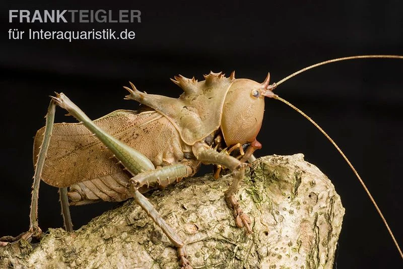 Drachenkopfschrecke, Eumegalodon Spec.