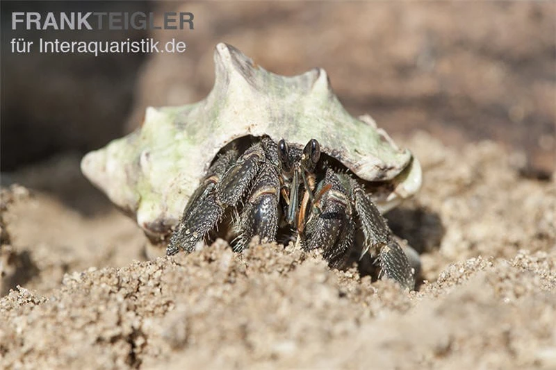 5 Kleine Landeinsiedlerkrebse, Coenobita Spec. – Bild 2