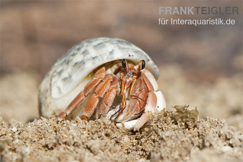 5 Kleine Landeinsiedlerkrebse, Coenobita Spec. – Bild 3