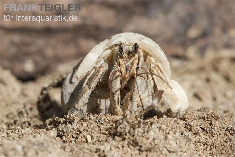 5 Kleine Landeinsiedlerkrebse, Coenobita Spec. – Bild 5