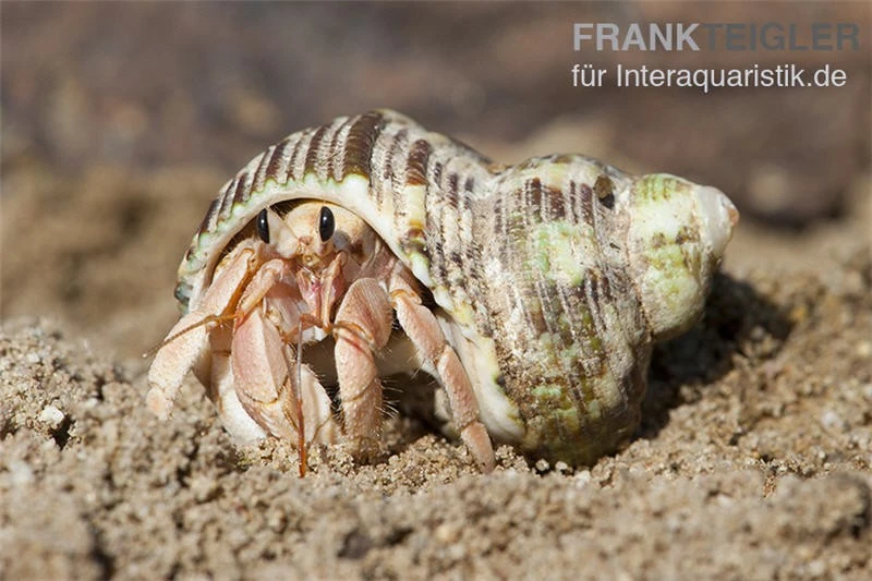 5 Kleine Landeinsiedlerkrebse, Coenobita Spec. – Bild 4