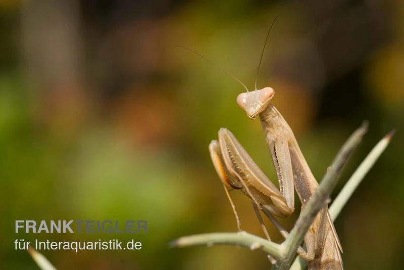 Europäische Gottesanbeterin, Mantis Religiosa – Bild 4