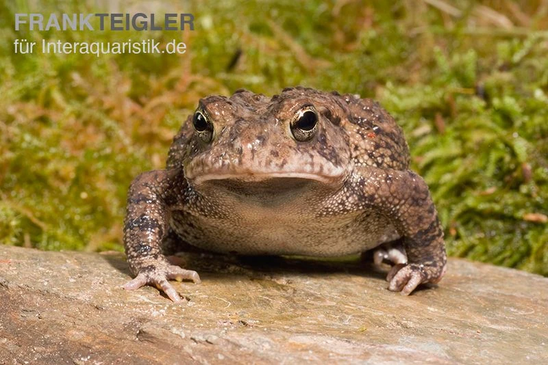 Floridakröte, Bufo Terrestris – Bild 2