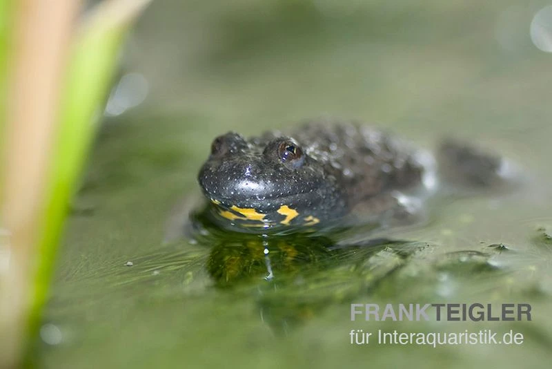 Gelbbauchunke, Bombina Variegata – Bild 2