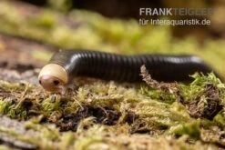Gelbkopf Tausendfüßer, Spirobolus Sp. "Yellow Head"