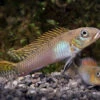 Glänzender Zwergbuntbarsch, Nanochromis Splendens, 1 Paar