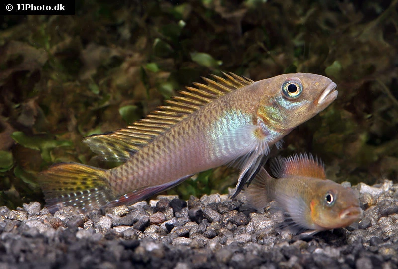 Glänzender Zwergbuntbarsch, Nanochromis Splendens, 1 Paar