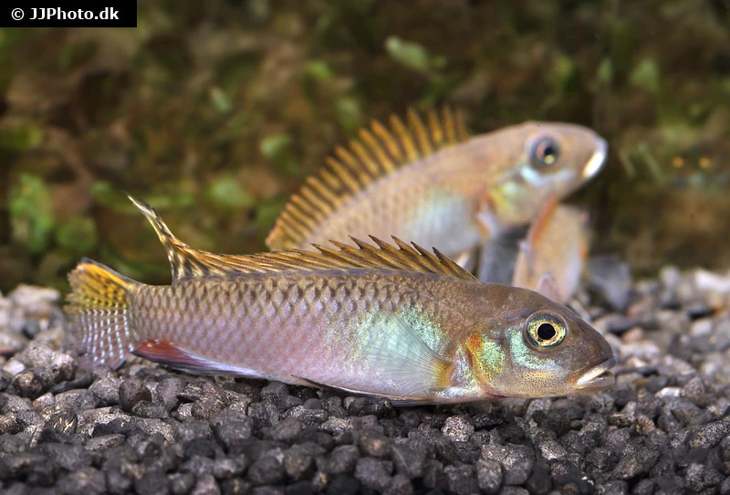 Glänzender Zwergbuntbarsch, Nanochromis Splendens, 1 Paar – Bild 2