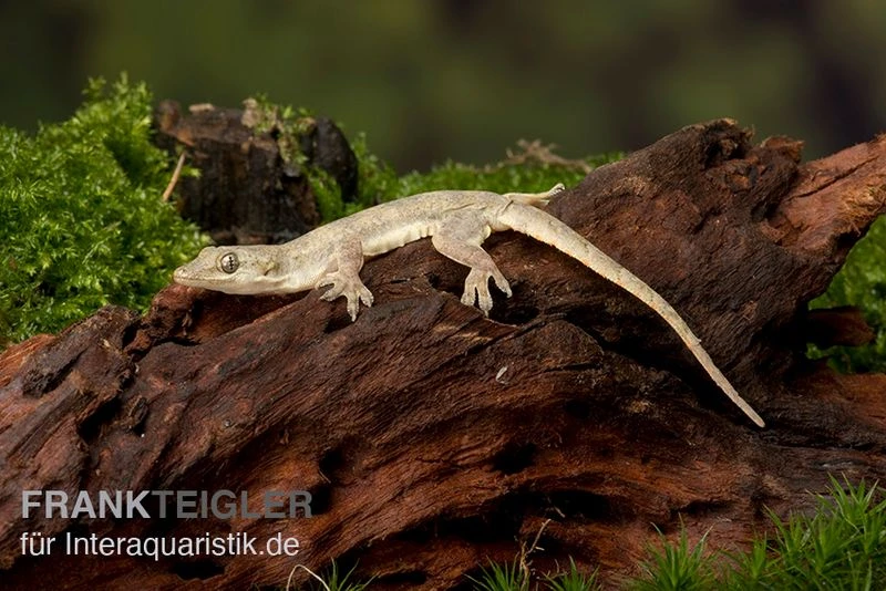 Jungferngecko, Lepidodactylus Lugubris – Bild 3