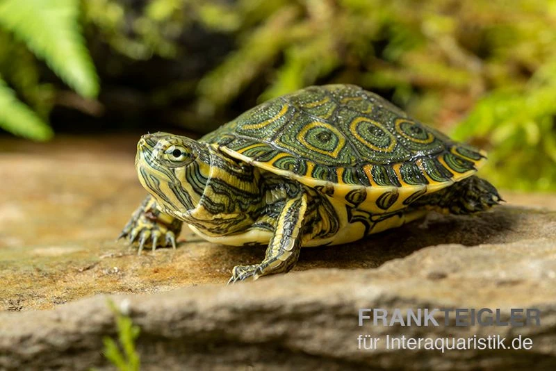 Karibische Schmuckschildkröte, Trachemys Venusta