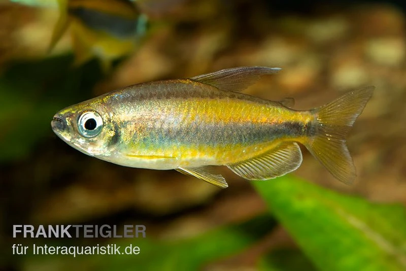 Goldener Kongosalmler, Phenacogrammus Aurantiacus – Bild 3