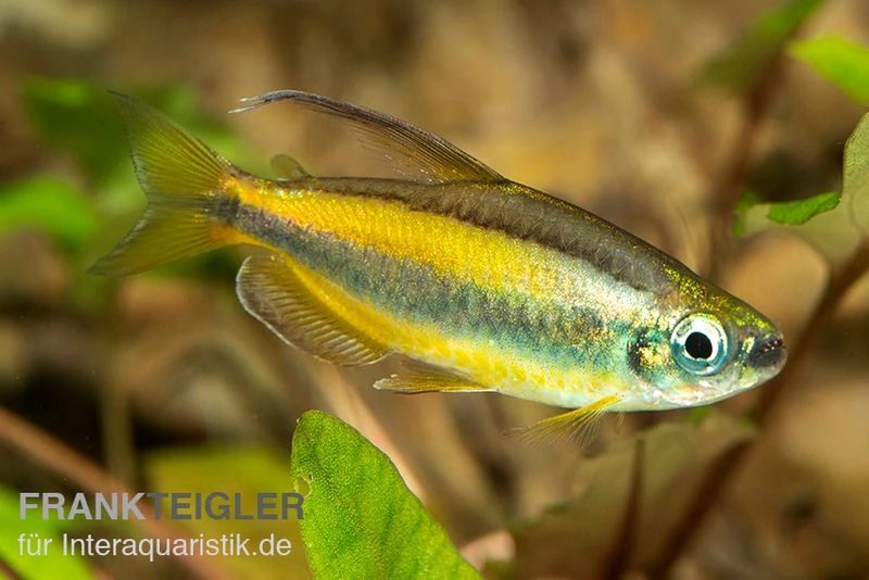 Goldener Kongosalmler, Phenacogrammus Aurantiacus – Bild 2