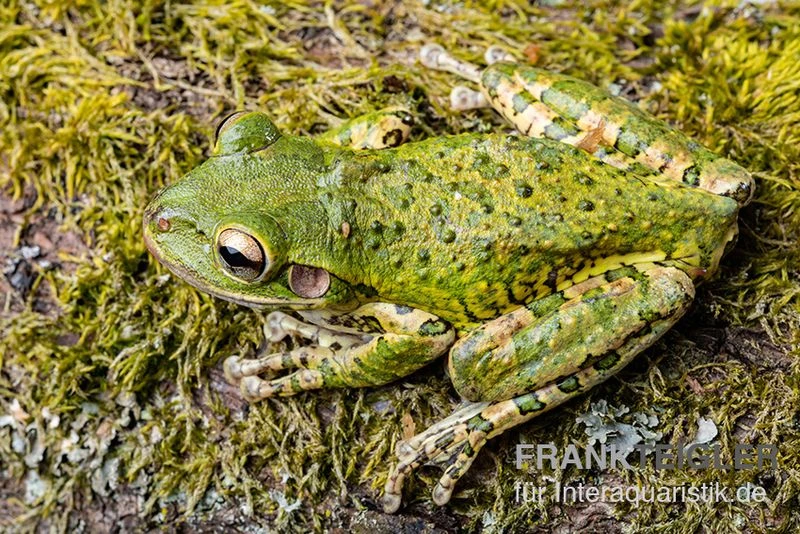 Kuba-Laubfrosch, Osteopilus Septentrionalis – Bild 2