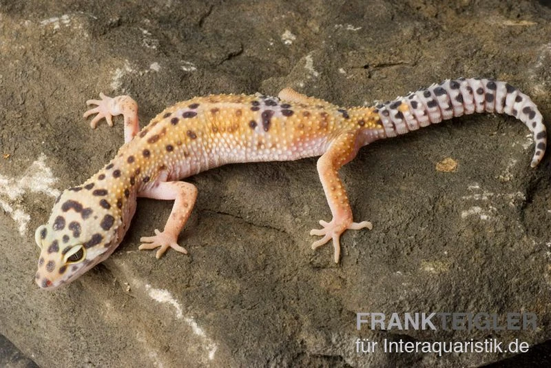 Leopardgecko, Eublepharis Macularius, ENIGMA – Bild 2