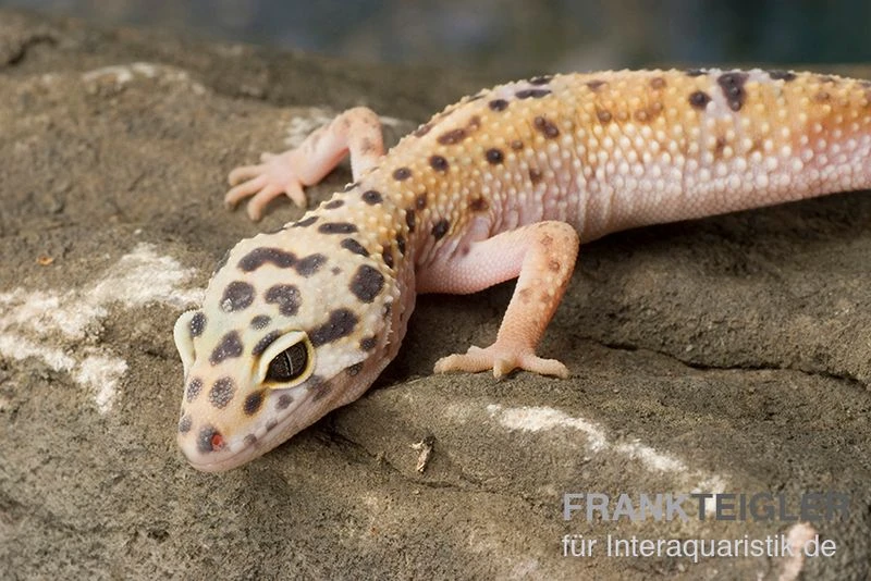 Leopardgecko, Eublepharis Macularius, ENIGMA