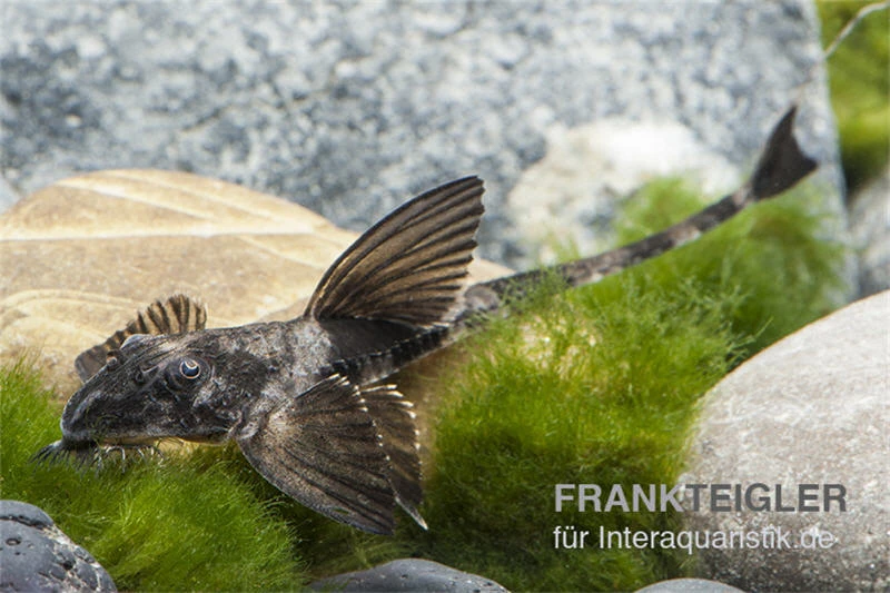 Maulbrütender Harnischwels, Loricaria Simillima – Bild 2