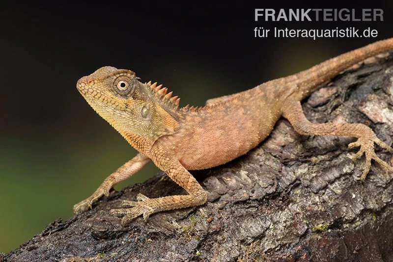 Nackenstachler, Acanthosaura Capra – Bild 3