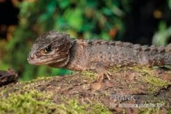 Neuguinea-Helmskink, Tribolonotus Novaeguineae
