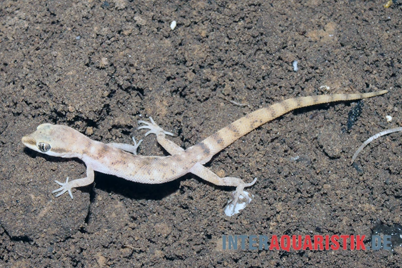 Nördlicher Sandgecko, Tropiocolotes Tripolitanus – Bild 2