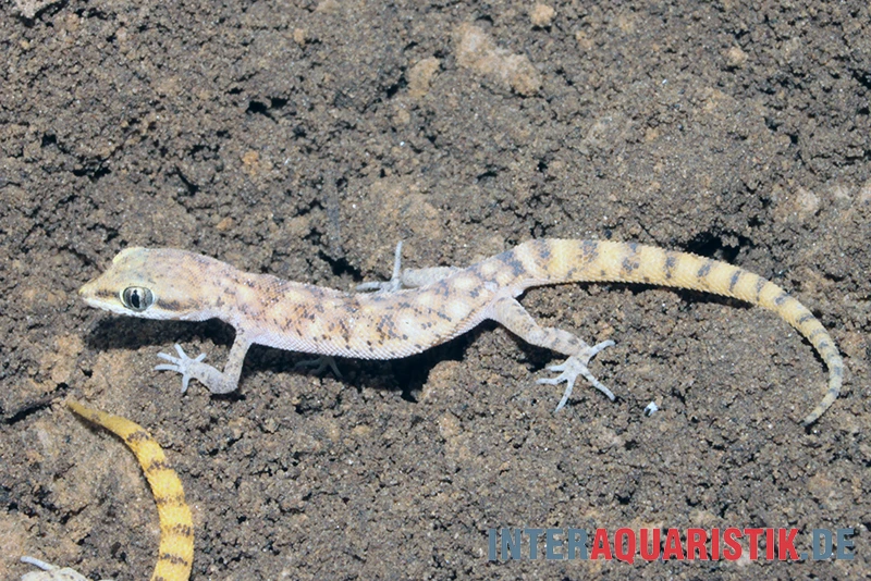 Nördlicher Sandgecko, Tropiocolotes Tripolitanus – Bild 3