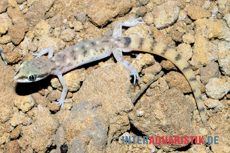 Nördlicher Sandgecko, Tropiocolotes Tripolitanus – Bild 4