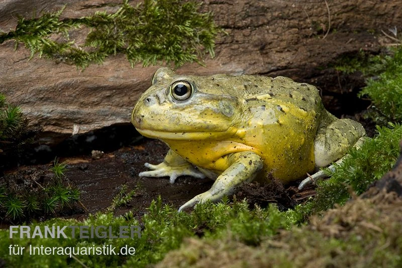 Afrikanischer Ochsenfrosch, Pyxicephalus Adspersus – Bild 2