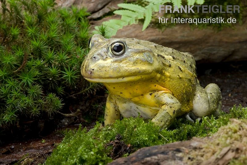 Afrikanischer Ochsenfrosch, Pyxicephalus Adspersus – Bild 3