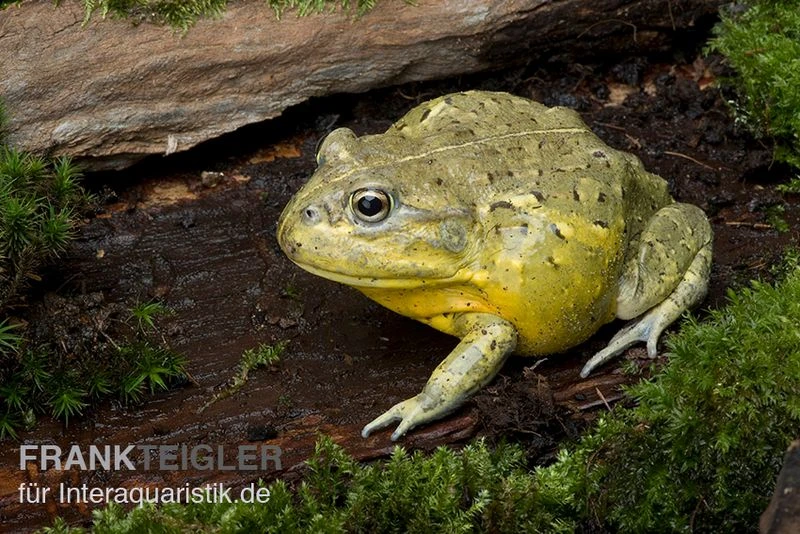 Afrikanischer Ochsenfrosch, Pyxicephalus Adspersus – Bild 4