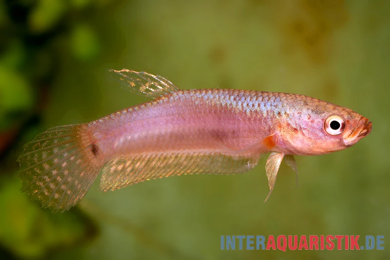 Pallifina-Kampffisch, Betta Pallifina, Paarweise – Bild 2