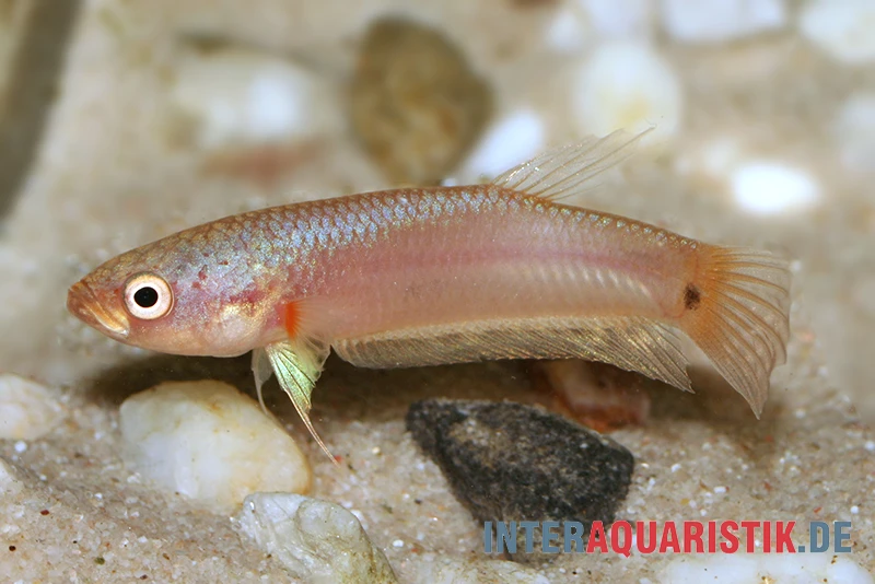 Pallifina-Kampffisch, Betta Pallifina, Paarweise – Bild 3
