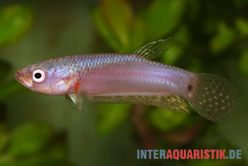 Pallifina-Kampffisch, Betta Pallifina, Paarweise – Bild 4