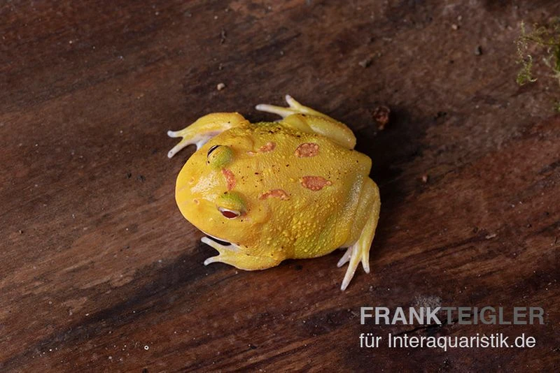 Pikachu-Pacman-Frog, Ceratophrys Cranwelli Pikachu – Bild 3