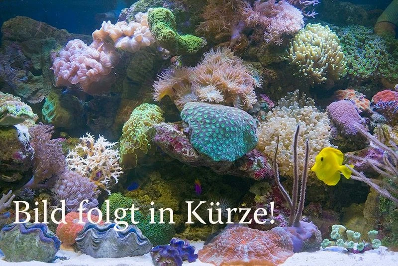 Goldfleck-Schlangenkopffisch, Channa Aurantimaculata